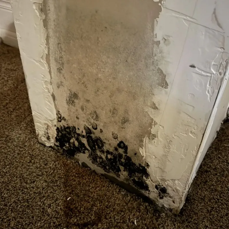 Professional Mold Removal in Jefferson, TX